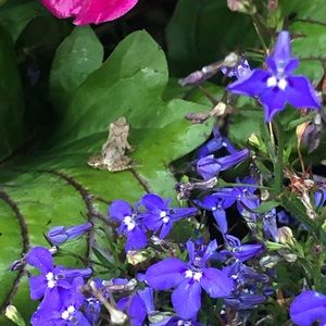 Meet your Posher, Val